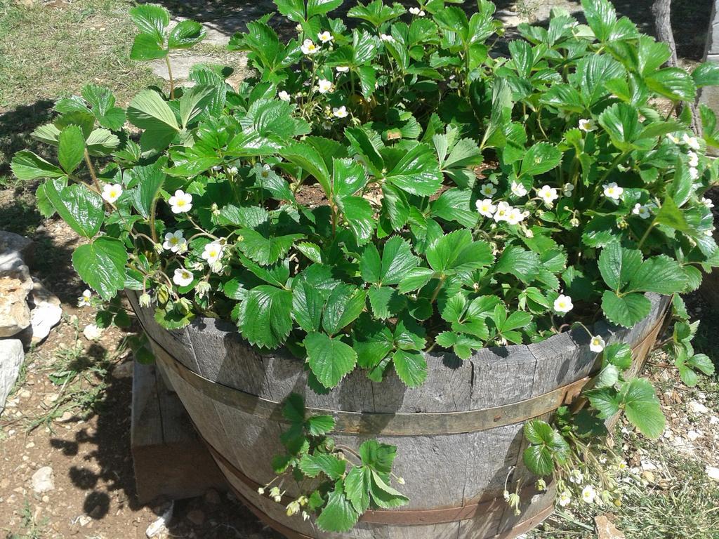 Country House Peace Drinovci Ngoại thất bức ảnh